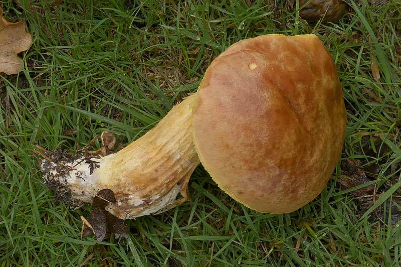 Xerocomus subtomentosus